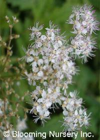 Filipendula purpurea 'Alba'